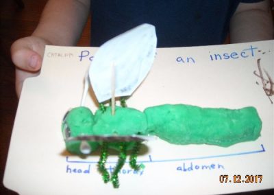 Insect Model (Science)